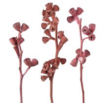 kategória Egzotikus