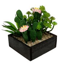 Kaktusz és pozsgás növények