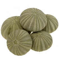 kategória Kagyló díszítés