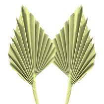 kategória Egzotikus