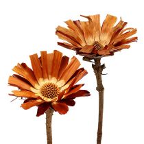 kategória Fehérjék