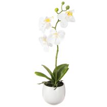 kategória Orchideák