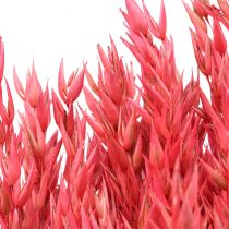 Szárított Virágok, Zab Szárított Gabona Deco Pink 65cm 160g