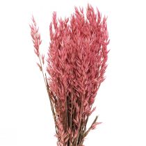 Szárított Virágok, Zab Szárított Gabona Deco Pink 65cm 160g