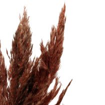tételeket Pampa fű deco szárított vörös barna száraz virágkötő 70cm 6db