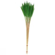 tételeket Zöld sörtéjű köles Setaria viridis száraz fű 52cm 28g