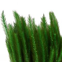 Zöld rókafarkú Setaria viridis száraz fű 52cm 28g