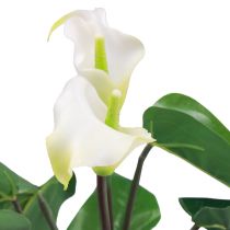 tételeket Calla Lily Kalla Művirágok Fehér egzotikus virágok 34cm