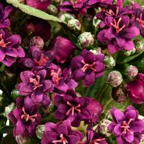 tételeket Lángoló Käthchen Kalanchoe műlila 24cm