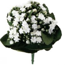 tételeket Mesterséges Kalanchoe Flaming Käthchen White 24cm