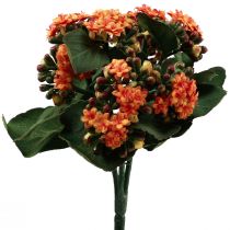 tételeket Lángoló Käthchen Kalanchoe műnarancs 24cm