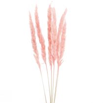 tételeket Pampa fű deco, pampa fű szárított pampa fű rózsaszín 72cm 6db