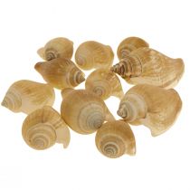 Csigahéj Deco Sea Snail Brown White 3,5-5cm 250g