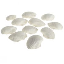 Shell Deco White Shells Kagylók üresen 5cm 250g