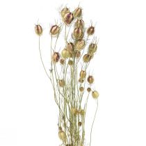 tételeket Nigella szárított virág Jungfer im Grünen száraz virágkötő 24-45cm 20g