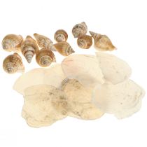 Capiz kagyló csigaház dekoráció tengeri barna fehér 600g