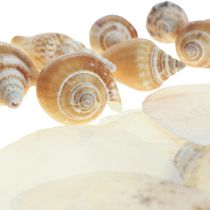Capiz kagyló csigaház dekoráció tengeri barna fehér 600g