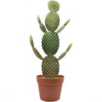 tételeket Dekoratív kaktusz műcserepes növény fügekaktusz 64cm
