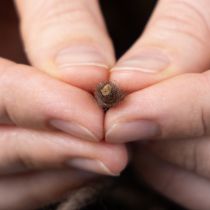 tételeket Kanócfonal, gyapjúzsinór, barna, 55m díszzsinór virágkötészethez és kézművességhez