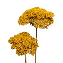 tételeket Achillea 1kg natúr