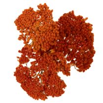 tételeket Achillea Orange szárított virágok, cickafark, 45-60cm, 1kg