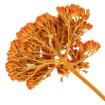 tételeket Achillea Orange szárított virágok, cickafark, 45-60cm, 1kg