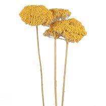 tételeket Cickafark Szárított virágok Dekoratív Achillea Millefolium Yellow 3db