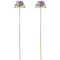 tételeket Agapanthus afrikai liliom Művirágok Lila L75cm 2db