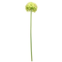 tételeket Allium zöld virágos műdíszhagyma Ø18cm 90cm