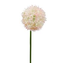 Allium krém-rózsaszín Ø15cm L70cm