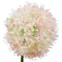 Allium krém-rózsaszín Ø15cm L70cm