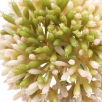 tételeket Díszhagyma Allium műrózsaszín / zöld Ø8cm 58cm