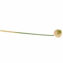 tételeket Díszhagyma Allium műrózsaszín / zöld Ø8cm 58cm