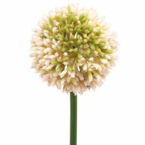 tételeket Díszhagyma Allium műrózsaszín / zöld Ø8cm 58cm