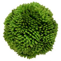 Allium labda 5cm zöld 4db