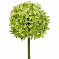 tételeket Díszhagyma Allium, selyemvirág, műgömb póréhagyma zöld Ø20cm L72cm