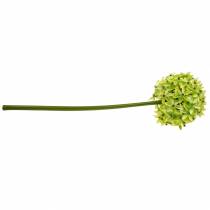 tételeket Díszhagyma Allium, selyemvirág, műgömb póréhagyma zöld Ø20cm L72cm
