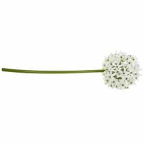tételeket Dekoratív virág Allium, műgömb póréhagyma, díszhagyma fehér Ø20cm L72cm