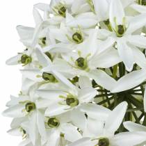 tételeket Dekoratív virág Allium, műgömb póréhagyma, díszhagyma fehér Ø20cm L72cm