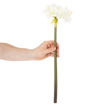tételeket Művirág amarillisz, fehér, szárral, adventi és karácsonyi, 50cm