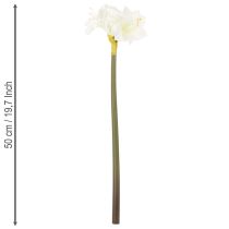 tételeket Művirág amarillisz, fehér, szárral, adventi és karácsonyi, 50cm