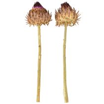 tételeket Articsókavirág szárított articsóka Cynara Ø9cm 16 db