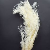 tételeket Spárgaszárított Fű Díszspárga Krém 90cm 5 db