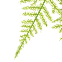 tételeket Műspárga függőnövényként alacsony karbantartást igénylő lakberendezési tárgyként, 75 cm