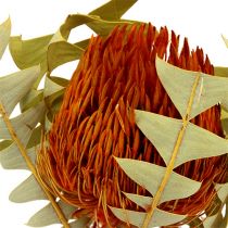 Banksia Baxterii Orange 8db