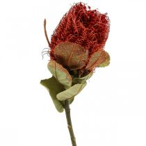 Banksia Baxteri Exotic Banksia szárított virágok piros 10db