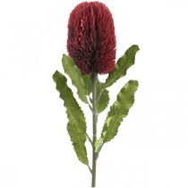 Művirág Banksia Red Burgundy Artificial Exotics 64cm