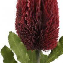 Művirág Banksia Red Burgundy Artificial Exotics 64cm