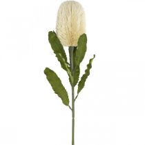 tételeket Művirág Banksia fehér krém Artificial Exotics 64cm