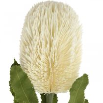 tételeket Művirág Banksia fehér krém Artificial Exotics 64cm